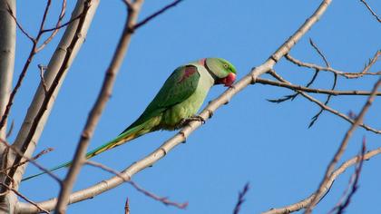 İskender papağanı