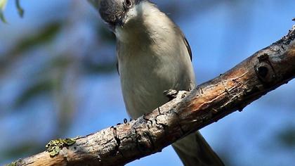 Küçük akgerdanlı ötleğen