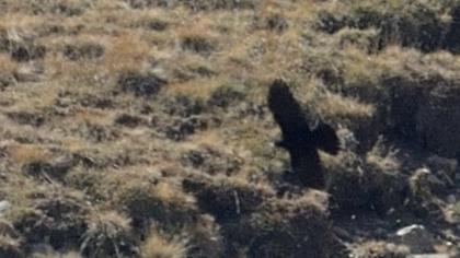 Sarıgagalı dağ kargası