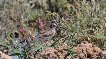 Orman düdükçünü