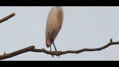 Küçük ak balıkçıl