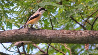 Uzunkuyruklu örümcekkuşu