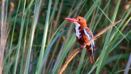 İzmir yalıçapkını