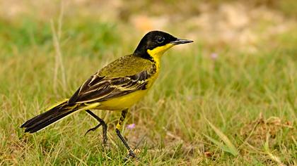 Sarı kuyruksallayan