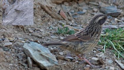 Sürmeli dağbülbülü