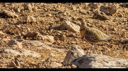 Kılkuyruk bağırtlak