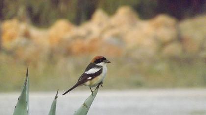 Kızılbaşlı örümcekkuşu