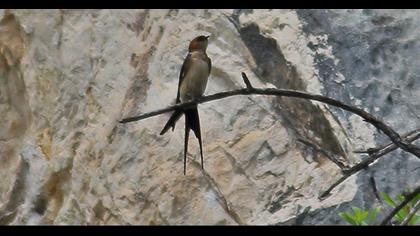 Kızıl kırlangıç