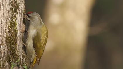 Küçük yeşil ağaçkakan
