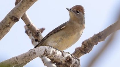 Karabaşlı ötleğen