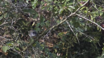 Karabaşlı ötleğen