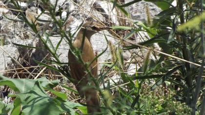 Büyük kamışçın