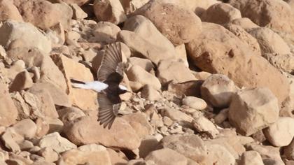 Keşiş kuyrukkakanı