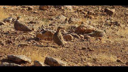 Kılkuyruk bağırtlak