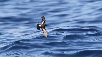 Fırtınakırlangıcı