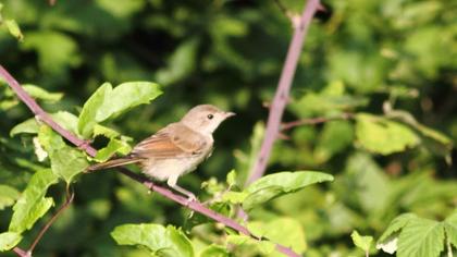Akgerdanlı ötleğen