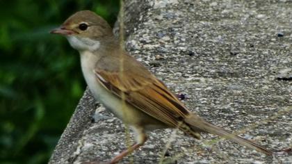Akgerdanlı ötleğen