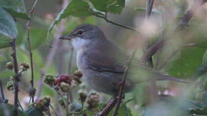 Akgerdanlı ötleğen