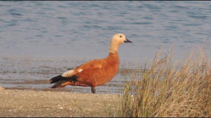 Ruddy Shelduck