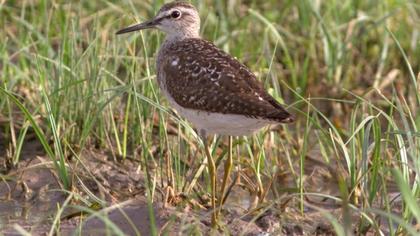 Orman düdükçünü