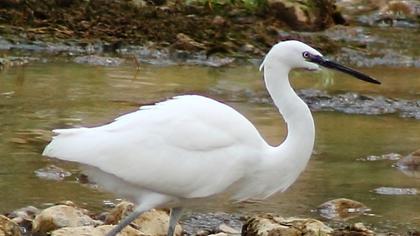 Küçük ak balıkçıl