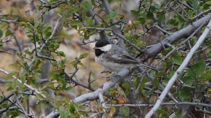 Akyanaklı baştankara