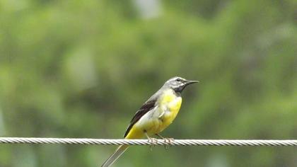 Dağ kuyruksallayanı