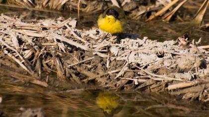 Sarı kuyruksallayan