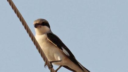 Karaalınlı örümcekkuşu