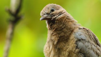 Laughing Dove