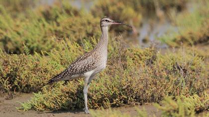 Sürmeli kervançulluğu