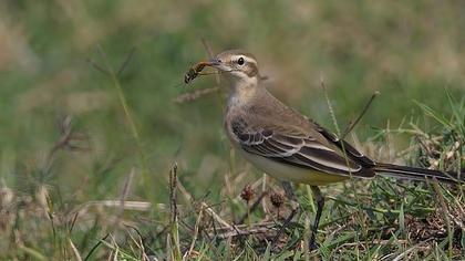 Sarı kuyruksallayan