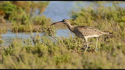 Sürmeli kervançulluğu