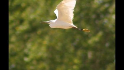Sığır balıkçılı