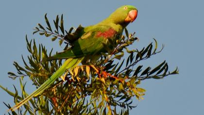 İskender papağanı