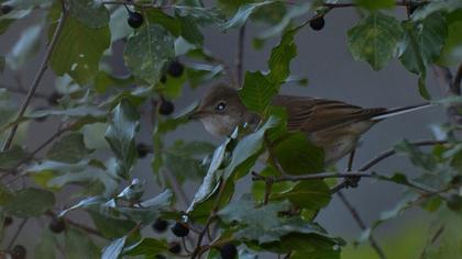 Akgerdanlı ötleğen
