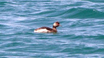 Karaboyunlu batağan