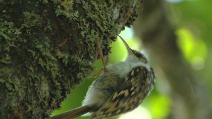 Orman tırmaşıkkuşu