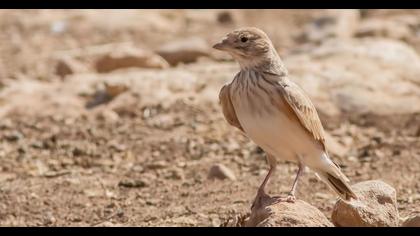 Türkistan çorak toygarı