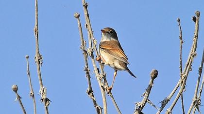 Akgerdanlı ötleğen