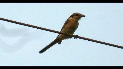 Maskeli örümcekkuşu