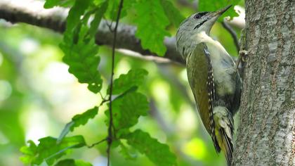 Küçük yeşil ağaçkakan