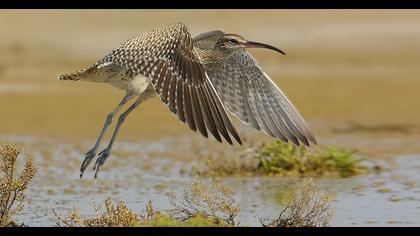 Sürmeli kervançulluğu