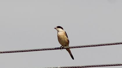 Karaalınlı örümcekkuşu