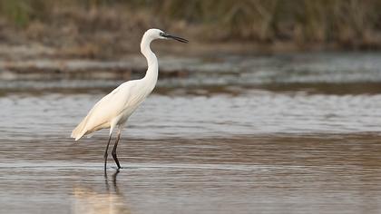 Küçük ak balıkçıl