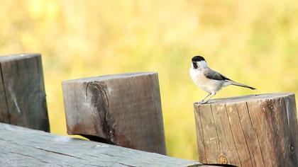 Marsh Tit