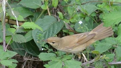 Büyük kamışçın