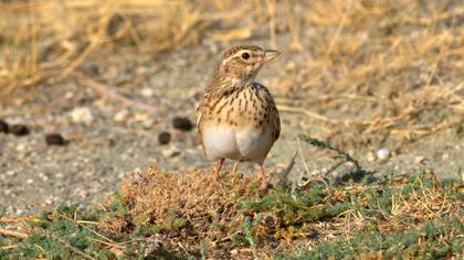 Türkistan çorak toygarı