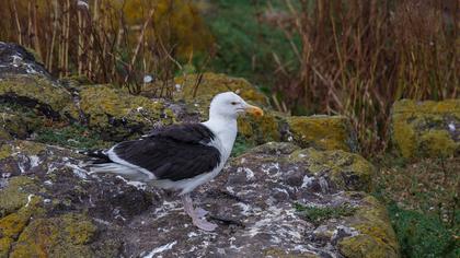 Büyük karasırtlı martı