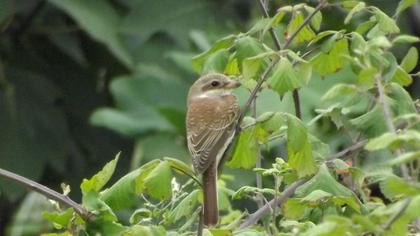 Kızılsırtlı örümcekkuşu